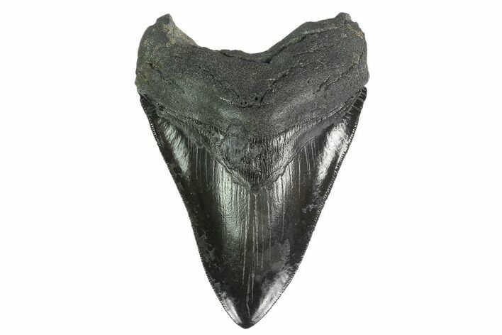 Serrated, Fossil Megalodon Tooth - South Carolina #137066